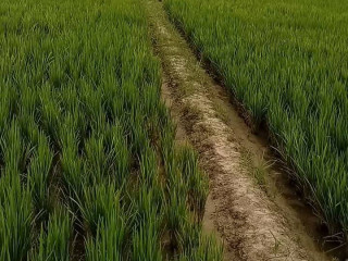 Bismillah, Tanah Dijual Tanpa Perantara!