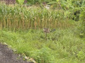 dijual-tanah-milik-sendiri-lokasi-mollo-semanding-small-2