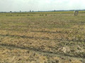 dijual-lahan-usaha-sawah-strategis-kapas-bojonegoro-small-0