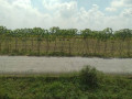 dijual-lahan-usaha-sawah-strategis-kapas-bojonegoro-small-1
