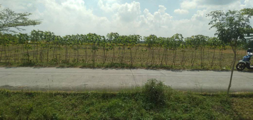 dijual-lahan-usaha-sawah-strategis-kapas-bojonegoro-big-1