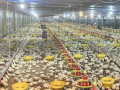 dijual-tanah-kandang-ayam-siap-usaha-jatirogo-small-4