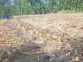 dijual-tanah-tegalan-siap-garap-bogo-kapas-bojonegoro-small-2
