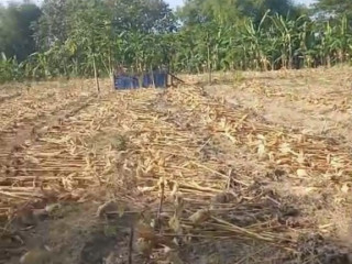DIJUAL TANAH TEGALAN SIAP GARAP, Bogo Kapas Bojonegoro