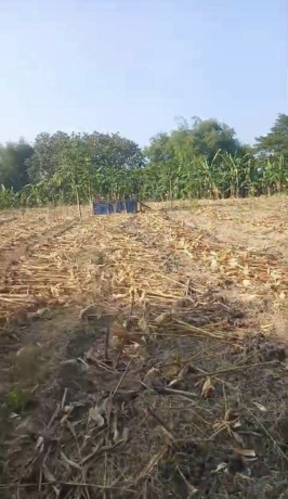 dijual-tanah-tegalan-siap-garap-bogo-kapas-bojonegoro-big-0