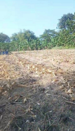 dijual-tanah-tegalan-siap-garap-bogo-kapas-bojonegoro-big-2