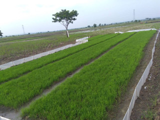 Tanah Sawah dijual Bojonegoro