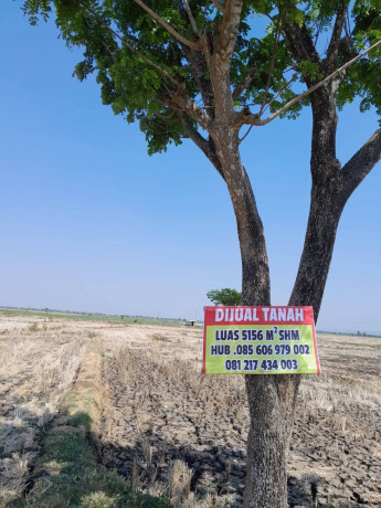 tanah-sawah-dijual-bojonegoro-big-1