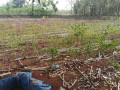 dijual-cepat-tanah-tegalan-semanding-tuban-small-1