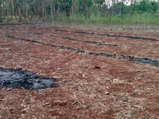 DIJUAL CEPAT TANAH TEGALAN SEMANDING TUBAN