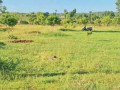 dijual-tanah-investasi-strategis-tobo-merakurak-tuban-small-2
