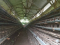 dijual-tanah-kandang-ayam-petelur-siap-pakai-small-2