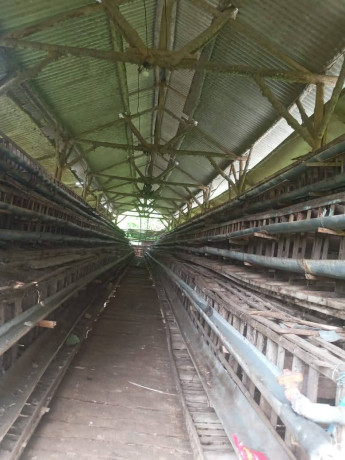 dijual-tanah-kandang-ayam-petelur-siap-pakai-big-2