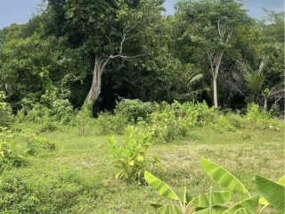 Dijual tanah di daerah Tanjungharjo kapas Bojonegoro