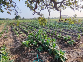 Dijual tanah sawah subur daerah Dander, Bojonegoro.