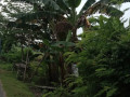 dijual-tanah-strategis-soko-tuban-small-1