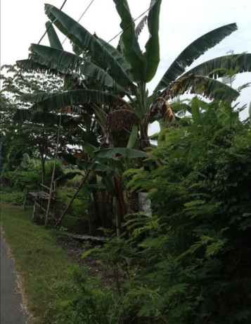 dijual-tanah-strategis-soko-tuban-big-1