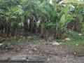dijual-tanah-pinggir-jalan-dalam-kota-tuban-small-1