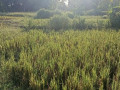 dijual-tanah-lahan-pekarangan-sawah-tambakrejo-bojonegoro-small-2