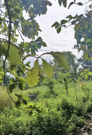 dijual-tanah-lahan-pekarangan-sawah-tambakrejo-bojonegoro-big-0