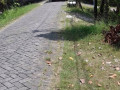 dijual-tanah-pekarangan-murah-lokasi-dalam-kota-bojonegoro-small-2
