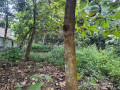 dijual-tanah-pekarangan-desa-kunci-dander-bojonegoro-small-0