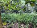 dijual-tanah-pekarangan-desa-kunci-dander-bojonegoro-small-1