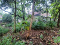 dijual-tanah-pekarangan-desa-kunci-dander-bojonegoro-small-2