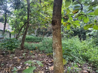 Dijual Tanah Pekarangan Desa Kunci, Dander Bojonegoro